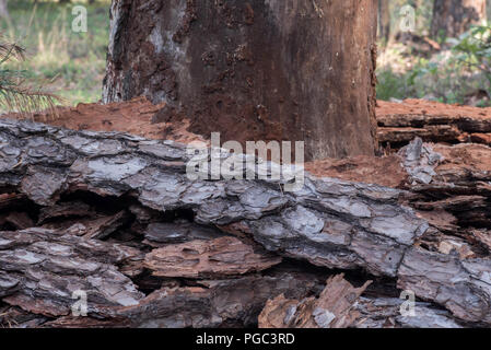 diseased damaged pine  tree without bark Stock Photo