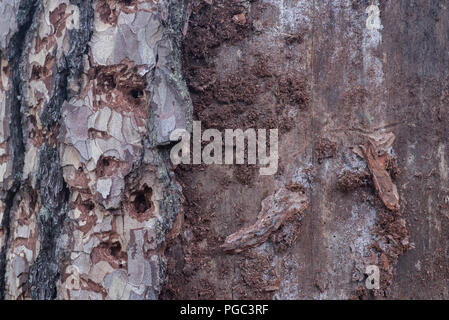 diseased damaged pine  tree without bark Stock Photo