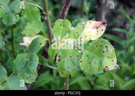 Black spot (Diplocarpon rosae) on climbing rose Stock Photo