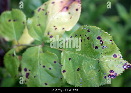 Black Spot Diplocarpon rosae on rose leaves Stock Photo