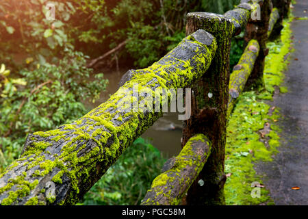 Concrete fence post bridge with moss in the nature of national park in thailand with rainy low lighting. Stock Photo