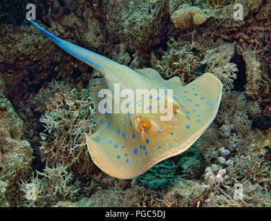 Blue spotted Stingray or Bluespotted ribbontail ray, Taeniura lymma, swimming over coral reef, Red Sea, Egypt Stock Photo