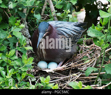 Green Heron bird sitting on her nest with bird eggs with foliage background and foreground in its environment and surrounding. Beautiful bird. Stock Photo