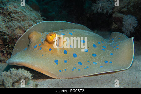 Blue spotted Stingray or Bluespotted ribbontail ray, Taeniura lymma, on Seabed, Red Sea, Egypt Stock Photo