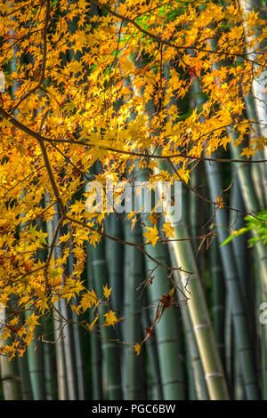 Arashiyama Bamboo grove in autumn, Arashiyama, Sagano area, Western Kyoto, Japan Stock Photo