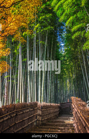 Arashiyama Bamboo grove in autumn, Arashiyama, Sagano area, Western Kyoto, Japan Stock Photo