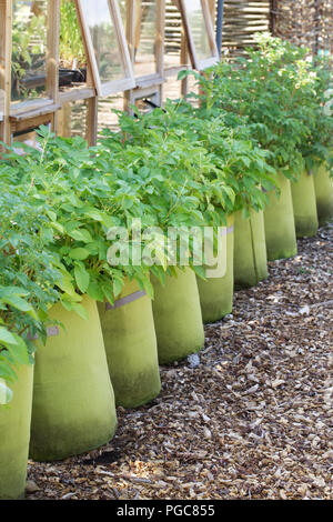 Solanum tuberosum growing in sacks at RHS Wisley allotment gardens.  Potato cultivation. Stock Photo