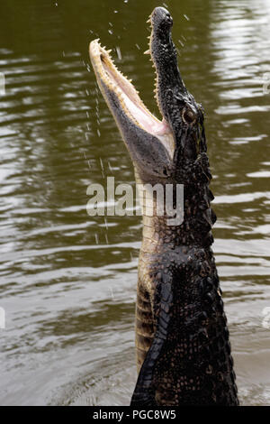 Alligator Jumps Out of the Water in a Bayou Swamp in Louisiana Stock Photo