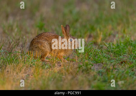 Eastern Cottontail Rabbit (Sylvilagus floridanus) on alert. Stock Photo