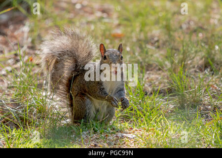Eastern gray squirrel (Sciurus carolinensis) standing on rear feel looking into the camera. Stock Photo