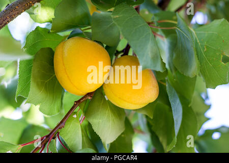 Branch with ripe apricots Stock Photo