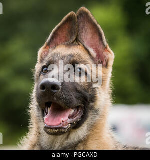 German Shepherd puppy face up close Stock Photo