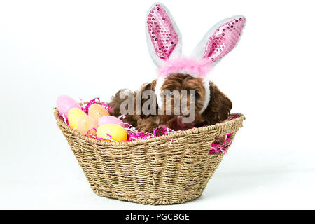 Cute puppy with bunny ears laying in Easter basket Stock Photo