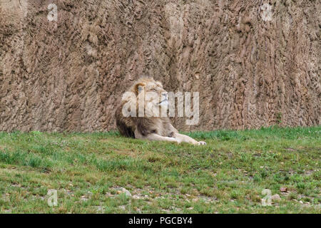Le lion est une espèce de mammifères carnivores de la famille des félidés. Stock Photo