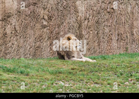 Le lion est une espèce de mammifères carnivores de la famille des félidés. Stock Photo