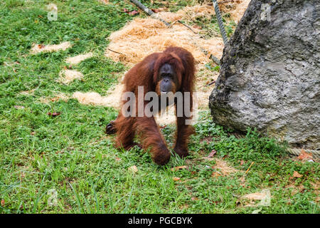 Le Orangutan Arboricole Est Un Animal Avec De Longs Bras Natif De