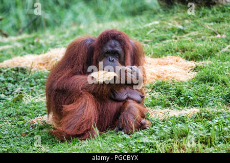 L'orang-outan est le plus gros mammifère arboricole, le seul des grands  singes à passer sa vie entière dans les arbres Stock Photo - Alamy