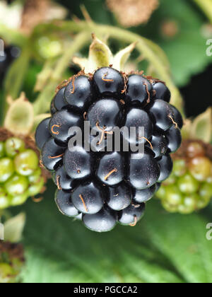 Rubus armeniacus, the Himalayan blackberry berry