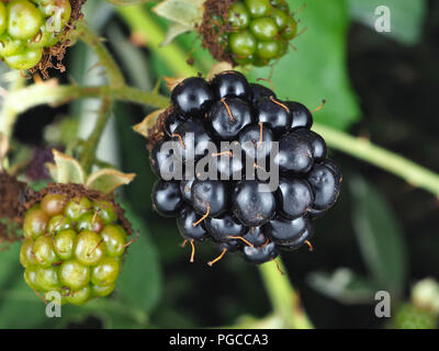 Rubus armeniacus, the Himalayan blackberry, ripe berry with several green unripe berries in the background