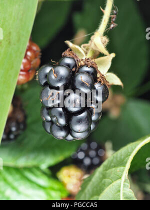 Wild Rubus armeniacus, the Himalayan blackberry berries