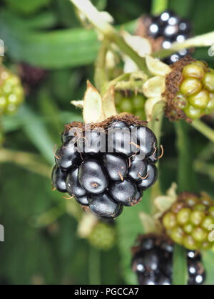 Rubus armeniacus, the Himalayan blackberry
