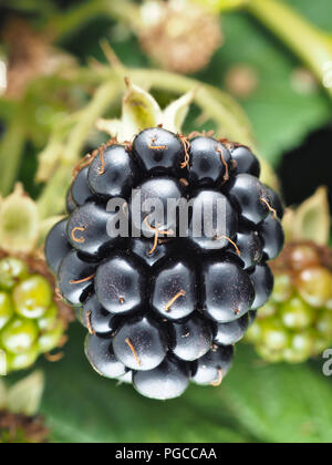 Rubus armeniacus, the Himalayan blackberry - invasive species in Pacific Northwest