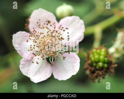 Himalayan blackberry (Rubus armeniacus) flower and green unripe berry