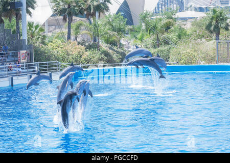 Dolphins show performed at the Oceanographic, City of Arts and Sciences, Valencia, Comunidad Autonoma de Valencia, Spain Stock Photo