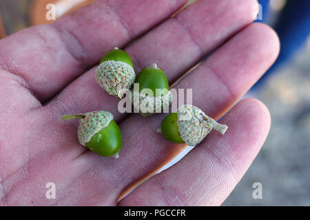 a man's hand on acorns, acorns medicine with fruit, Stock Photo