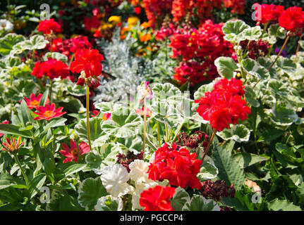 Many flowers of different colors with geraniums in the foreground and blur in the background Stock Photo