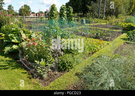 A rural allotment garden with fruit and vegetables growing, in late summer. Stock Photo