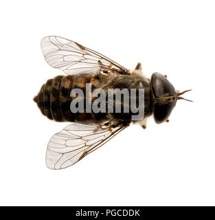 A dead horsefly against a pure white background. Cutout iamge. Stock Photo