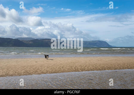 Border Collie on the sandy beach at West Shore, Llandudno, North Wales, UK. Stock Photo