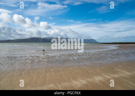 Border Collie on the sandy beach at West Shore, Llandudno, North Wales, UK. Stock Photo