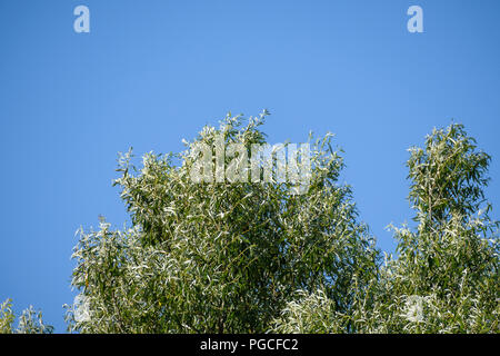 Green trees and blue sky. Trees against the sky without clouds Stock Photo