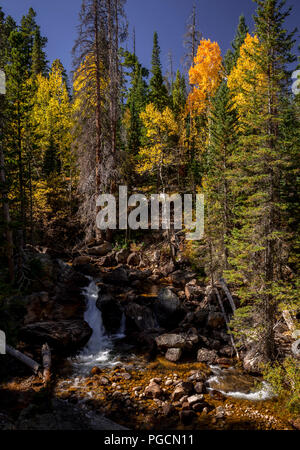 Aspen trees in fall colors in the Rocky Mountain National Park, Colorado, USA Stock Photo