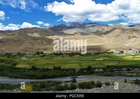 Beautiful Valley from Kashmir with Wheat Fields ready to Harvest. Stock Photo
