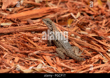 Northern curly-tailed lizard (Leiocephalus carinatus) missing tail, on red mulch - Topeekeegee Yugnee (TY) Park, Hollywood, Florida, USA Stock Photo