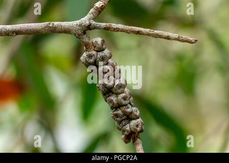 Paperbark tree (Melaleuca quinquenervia) seed pod closeup - Davie, Florida, USA Stock Photo