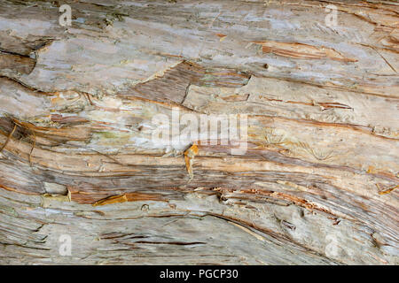 Paperbark tree (Melaleuca quinquenervia) trunk bark closeup, texture - Wolf Lake Park, Davie, Florida, USA Stock Photo