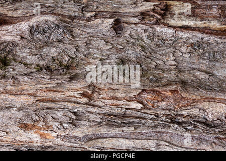 Australian pine (Casuarina equisetifolia) tree trunk bark closeup, texture - Wolf Lake Park, Davie, Florida, USA Stock Photo