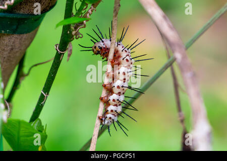 Zebra longwing caterpillar (Heliconius charithonia) closeup on branch - Davie, Florida, USA Stock Photo