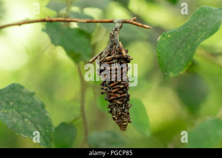 A Bagworm Moth cocoon hanging from a dead pine needle. These