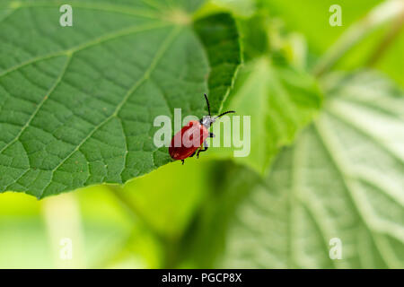 Air potato leaf beetle (Lilioceris cheni), red, on leaf - Davie, Florida, USA Stock Photo