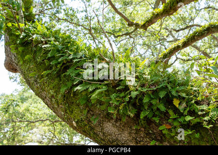 Resurrection fern (Pleopeltis polypodioides) growing on branch of a southern live oak tree (Quercus virginiana) - Topeekeegee Yugnee (TY) Park, Hollyw Stock Photo