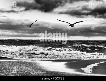 Flat beach with puddles of water, high contrasted sky, in the foreground 2 flying birds - picture in black and white - Location: Germany, Ruegen Islan Stock Photo