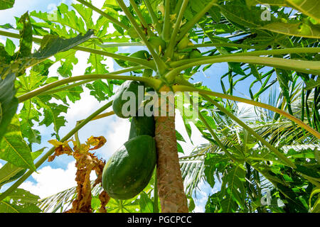 Papaya tree (Carica papaya) with fruit and flowers - Pembroke Pines, Florida, USA Stock Photo