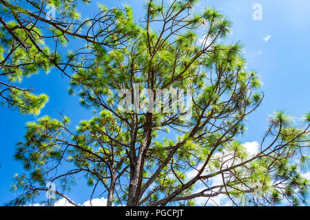 Slash pine tree (Pinus elliottii) against blue sky, low angle - Delray Beach, Florida, USA Stock Photo