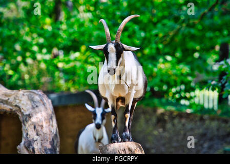 Peacock Goat Stock Photo