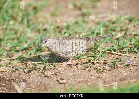 Inca Dove (Columbina inca) searching for insects, Jocotopec, Jalisco ...